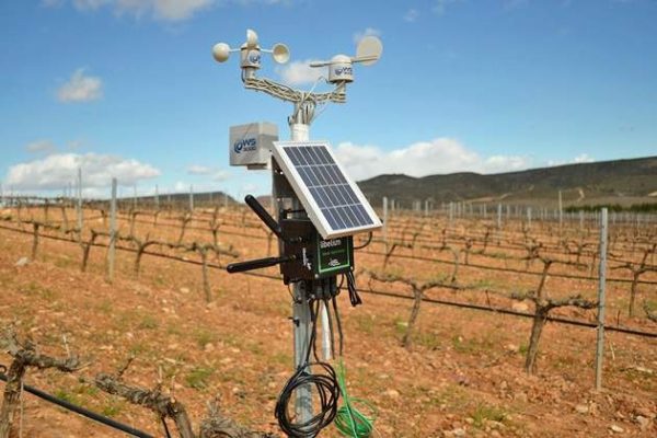 Vitivinicultura: como la IA ayuda a las bodegas a combatir el cambio climático en el viñedo