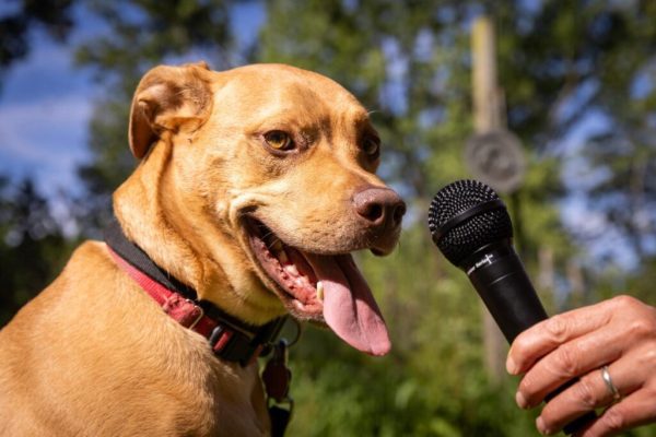 Usando IA para decodificar las vocalizaciones de los perros