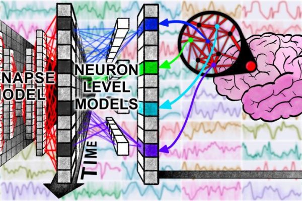 Sakana AI va por la neurociencia: así funciona su modelo Continuous Thought Machine