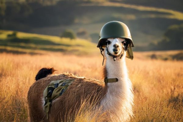 Meta: Llama fue autorizado para uso por agencias del gobierno de EE.UU.